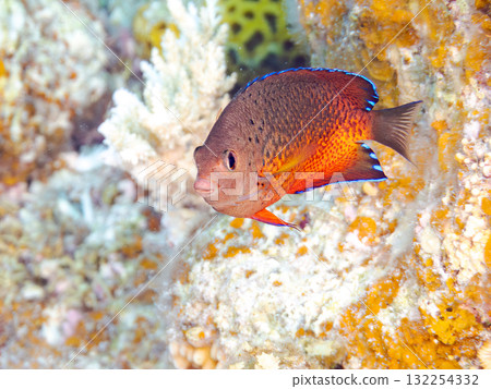 Beautiful red-bellied angelfish and other fish. Beautiful coral reefs and schools of tropical fish. Okinawa Prefecture, Shimajiri District, Kerama Islands, Zamami Island, Amuro Island 2025 132254332