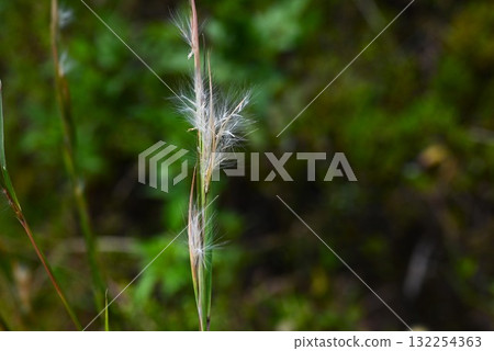 American kalkaya, American kalkaya, weed flowers, and plant dyeing materials 132254363