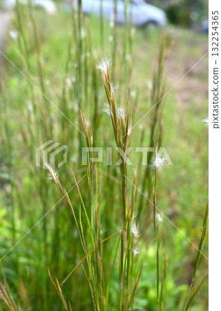 American kalkaya, American kalkaya, weed flowers, and plant dyeing materials 132254365