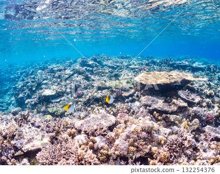 Beautiful schools of threadfin butterflyfish and other fish. Beautiful coral reefs and schools of tropical fish. Zamami Island and Amuro Island, Kerama Islands, Shimajiri District, Okinawa Prefecture 132254376