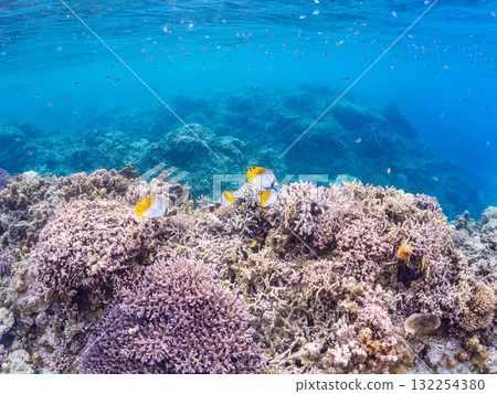 美麗的線鰭蝴蝶魚群和其他魚類。美麗的珊瑚礁和熱帶魚群。沖繩縣島尻郡慶良間諸島座間味島和阿室島 132254380