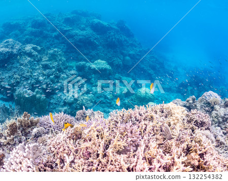 Beautiful schools of threadfin butterflyfish and other fish. Beautiful coral reefs and schools of tropical fish. Zamami Island and Amuro Island, Kerama Islands, Shimajiri District, Okinawa Prefecture 132254382