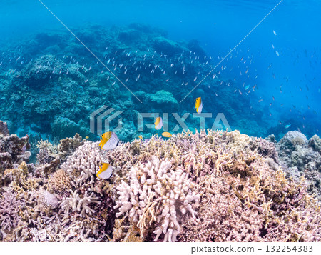 美麗的線鰭蝴蝶魚群和其他魚類。美麗的珊瑚礁和熱帶魚群。沖繩縣島尻郡慶良間諸島座間味島和阿室島 美麗的線鰭蝴蝶魚群和其他魚類。美麗的珊瑚礁和熱帶魚群。沖繩縣島尻郡慶良間諸島座間味島和阿室島 132254383