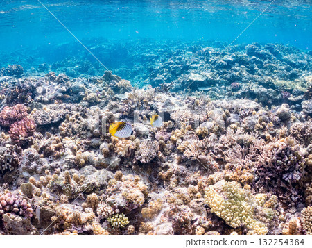 Beautiful schools of threadfin butterflyfish and other fish. Beautiful coral reefs and schools of tropical fish. Zamami Island and Amuro Island, Kerama Islands, Shimajiri District, Okinawa Prefecture Beautiful schools of threadfin butterflyfish and other fish. Beautiful coral reefs and schools of tropical fish. Zamami Island and Amuro Island, Kerama Islands, Shimajiri District, Okinawa Prefecture 132254384