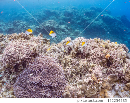 美麗的線鰭蝴蝶魚群和其他魚類。美麗的珊瑚礁和熱帶魚群。沖繩縣島尻郡慶良間諸島座間味島和阿室島 132254385