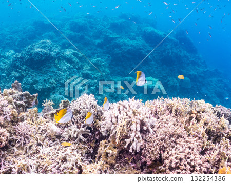 美麗的線鰭蝴蝶魚群和其他魚類。美麗的珊瑚礁和熱帶魚群。沖繩縣島尻郡慶良間諸島座間味島和阿室島 美麗的線鰭蝴蝶魚群和其他魚類。美麗的珊瑚礁和熱帶魚群。沖繩縣島尻郡慶良間諸島座間味島和阿室島 132254386