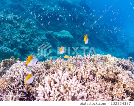 美麗的線鰭蝴蝶魚群和其他魚類。美麗的珊瑚礁和熱帶魚群。沖繩縣島尻郡慶良間諸島座間味島和阿室島 132254387