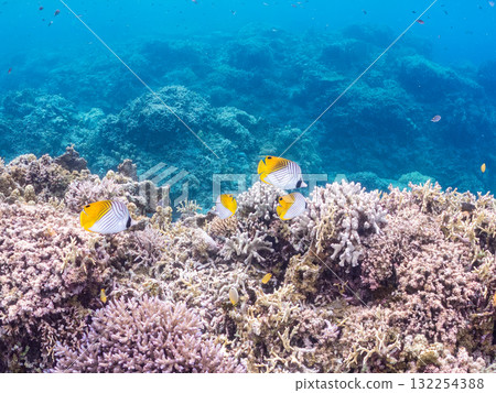 美麗的線鰭蝴蝶魚群和其他魚類。美麗的珊瑚礁和熱帶魚群。沖繩縣島尻郡慶良間諸島座間味島和阿室島 132254388
