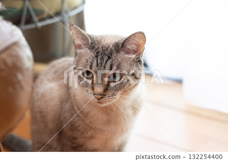 Staring cat Siamese tabby cat 132254400
