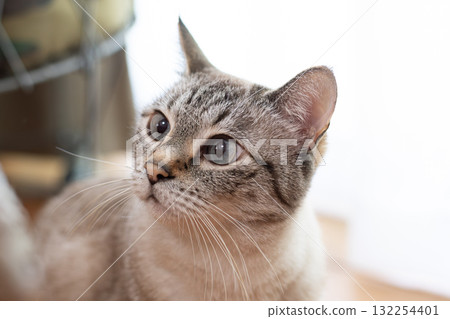 Staring cat Siamese tabby cat 132254401