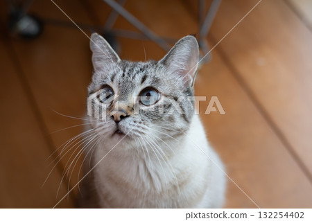 Staring cat Siamese tabby cat 132254402