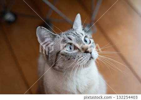 Staring cat Siamese tabby cat 132254403