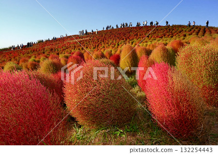浪漫的茨城（隨著秋天的深入，藜蘆花變成了美麗的淡紅色。）日立海濱公園 132254443