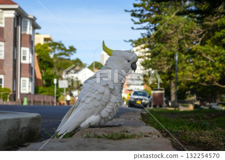 Sulphur-crested cockatoos foraging in the streets of Manly, Sydney, Australia 132254570