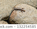 Japanese five-lined skink lizard sunbathing on a rock in Shirakawa-go 132254585