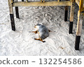 Seal resting on sandy beach at Seal Bay, Kangaroo Island, Australia 132254586