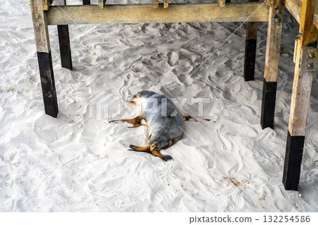Seal resting on sandy beach at Seal Bay, Kangaroo Island, Australia Seal resting on sandy beach at Seal Bay, Kangaroo Island, Australia 132254586