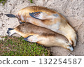 Sea lion couple resting on the beach at Seal Bay, Kangaroo Island, Australia 132254587
