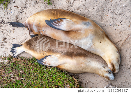 Sea lion couple resting on the beach at Seal Bay, Kangaroo Island, Australia Sea lion couple resting on the beach at Seal Bay, Kangaroo Island, Australia 132254587