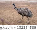 An emu standing on dry ground on Kangaroo Island, Australia 132254589