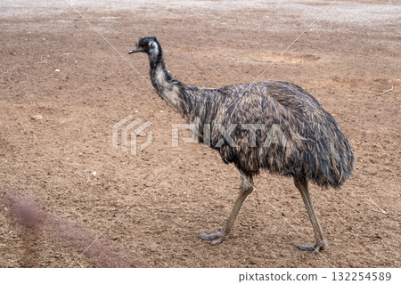 An emu standing on dry ground on Kangaroo Island, Australia An emu standing on dry ground on Kangaroo Island, Australia 132254589