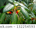 Impatiens psittacina at Singapore Botanic Gardens 132254593