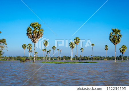 Borassus palm trees on Lake Tempe, South Sulawesi, Indonesia 132254595