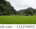 Lush green rice fields in Toraja, Sulawesi, Indonesia 132254601