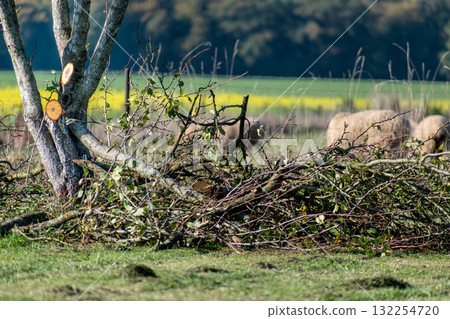 Tree pruning for maintenance and a better harvest the following year Tree pruning for maintenance and a better harvest the following year 132254720