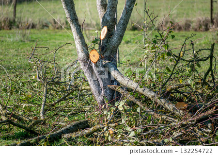 Tree pruning for maintenance and a better harvest the following year 132254722