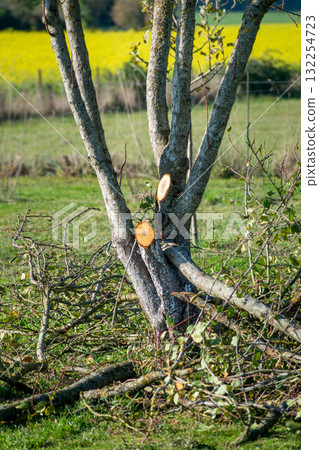 Tree pruning for maintenance and a better harvest the following year 132254723