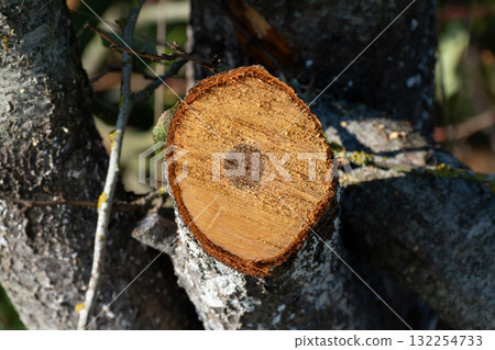 Tree pruning for maintenance and a better harvest the following year 132254733