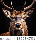 Proud stag portrait with antlers and intense forward gaze 132254751