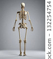 Human skeleton viewed from the back in full vertical posture 132254754