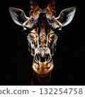 Giraffe head captured in a symmetrical frontal perspective 132254758