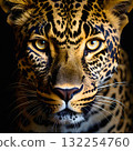Close up portrait of a leopard with piercing eyes and spotted coat 132254760