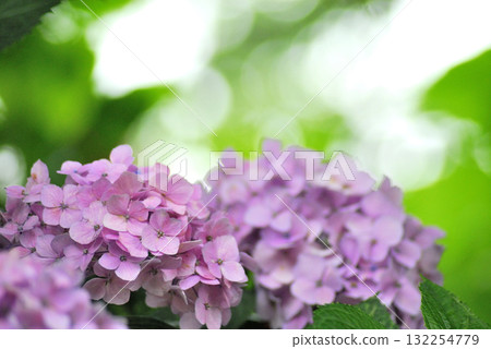 雨季的繡球花 雨季的繡球花 132254779