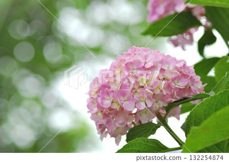 Hydrangea during the rainy season 132254874