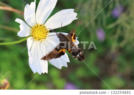 A starling sucking nectar from cosmos flowers blooming in an autumn field 132254891