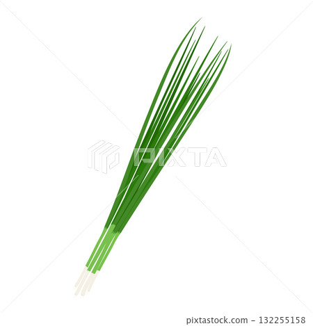 蔥的簡單插圖 132255158
