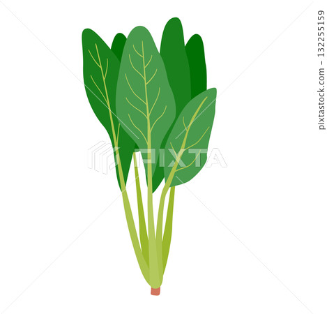 Simple illustration of spinach Simple illustration of spinach 132255159