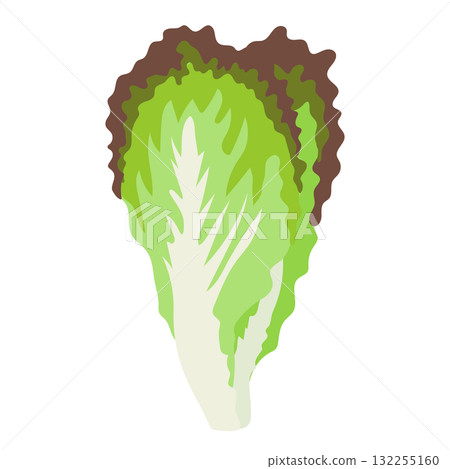 Simple illustration of sunny lettuce Simple illustration of sunny lettuce 132255160