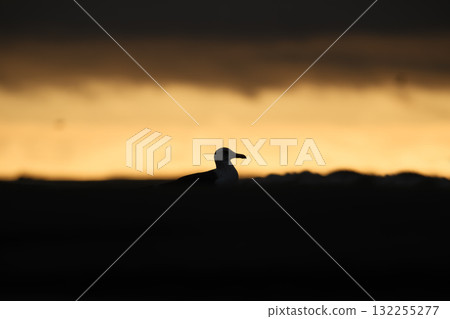 Seagull silhouette on the seashore. Beach and sunset light. Birds in the wild.  132255277