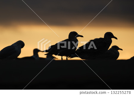 Seagull silhouettes on the seashore. Beach and sunset light. Birds in the wild. 132255278