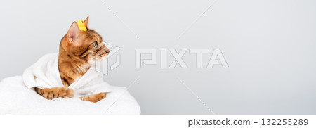 A funny Bengal cat in a towel with a rubber ducky A funny Bengal cat in a towel with a rubber ducky 132255289
