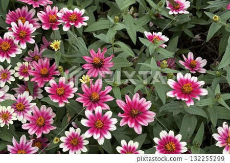 粉紅色小花④ 粉紅色小花④ 132255299