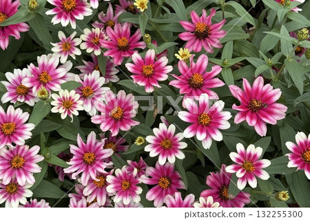 粉紅色小花③ 粉紅色小花③ 132255300
