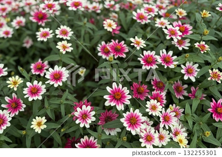 粉紅色小花② 132255301