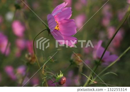 Pink cosmos flowers blooming in the autumn fields Pink cosmos flowers blooming in the autumn fields 132255314