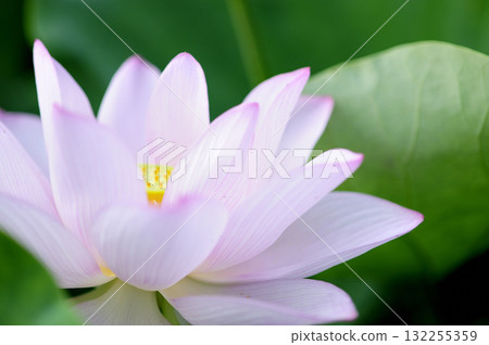 在農村看到的蓮花 在農村看到的蓮花 132255359